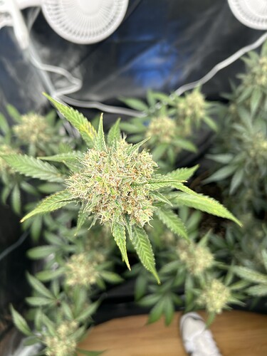 Growreport Bild 11