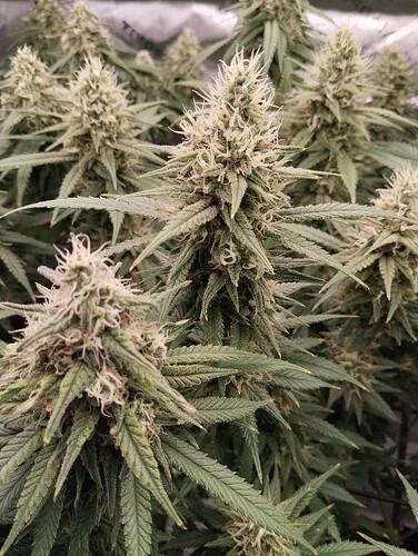 Growreport Bild 6