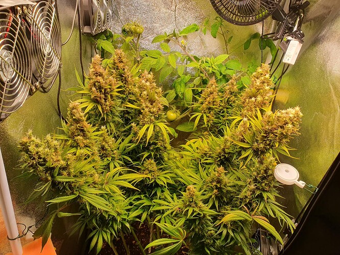 Growreport Bild 1