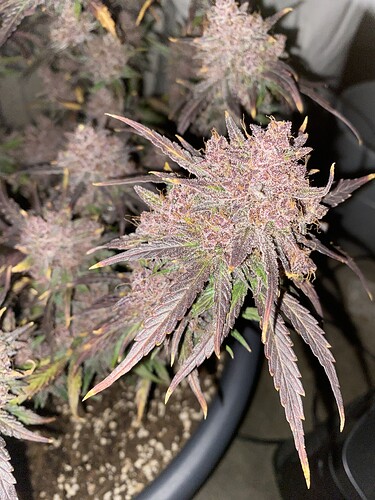 Growreport Bild 67