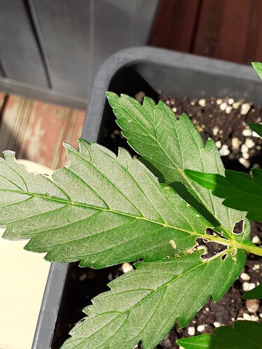 Growreport Bild 32