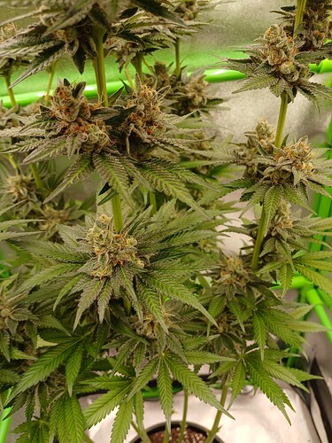 Growreport Bild 4