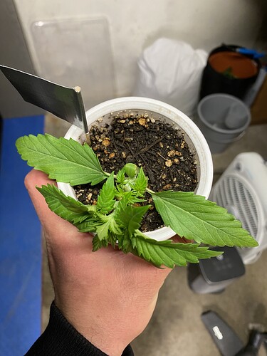 Growreport Bild 37