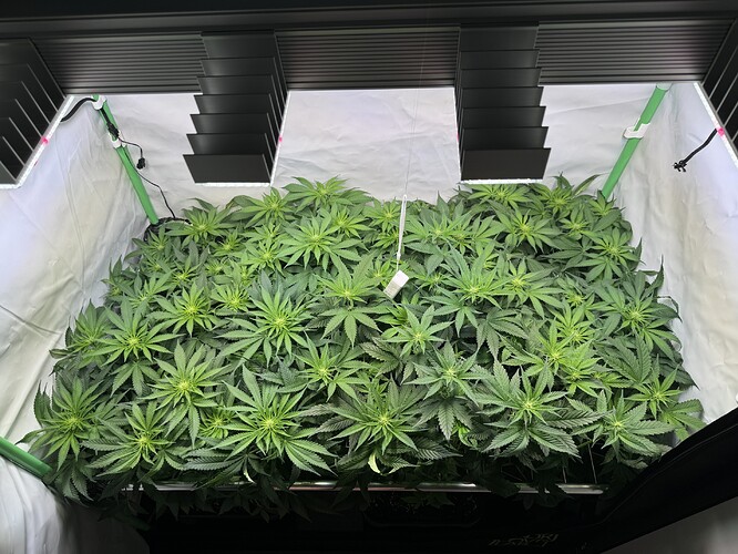 Growreport Bild 3