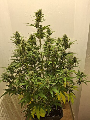 Growreport Bild 158