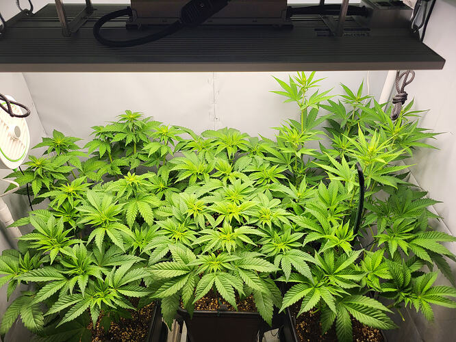 Growreport Bild 5
