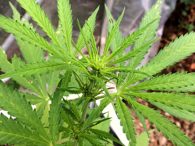 Grow26_0817_09