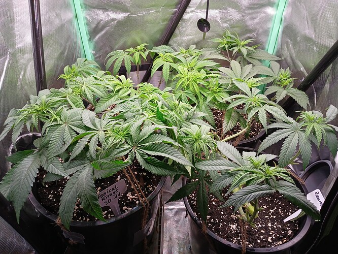 Growreport Bild 19
