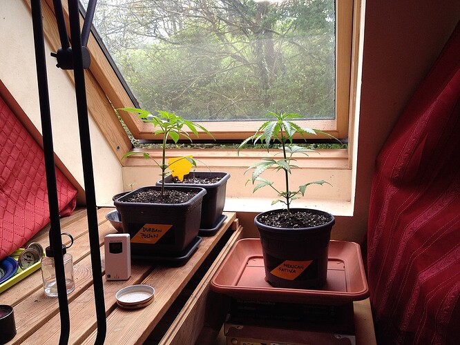 Zwei junge Cannabispflanzen in Töpfen auf einer Fensterbank, beschriftet mit Durban Poison und Mexican Sativa.