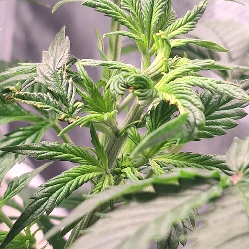 Nahaufnahme einer jungen Cannabis-Pflanze im Wuchsstadium mit neuen Trieben und Blättern, die sich kräuseln.