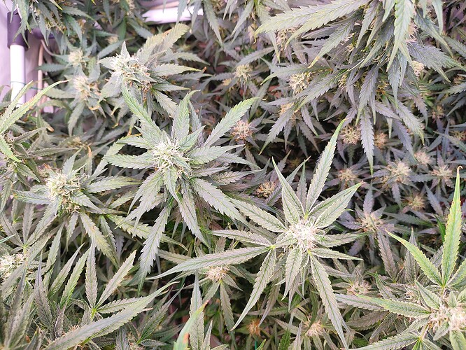 Growreport Bild 26