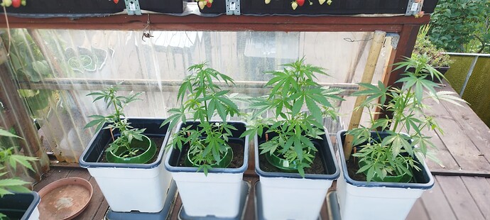 Growreport Bild 24