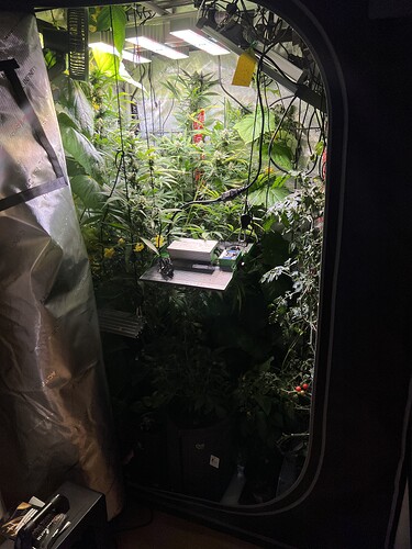 Growreport Bild 31