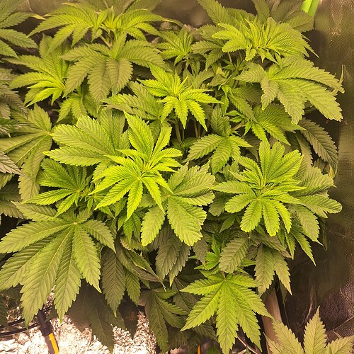 Eine Nahaufnahme einer jungen Cannabispflanze im Wuchsstadium mit vielen grünen Blättern.