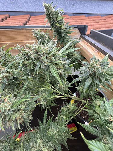 Growreport Bild 19