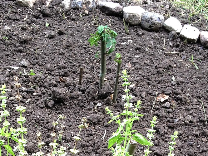 Growreport Bild 2