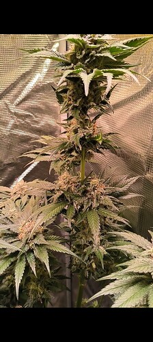 Growreport Bild 24
