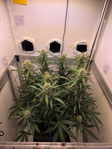 Growreport Bild 9