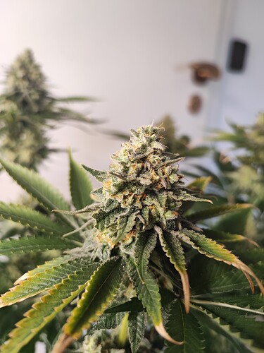 Growreport Bild 19