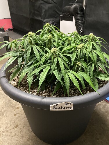 Growreport Bild 9