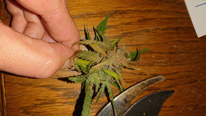 Growreport Bild 26