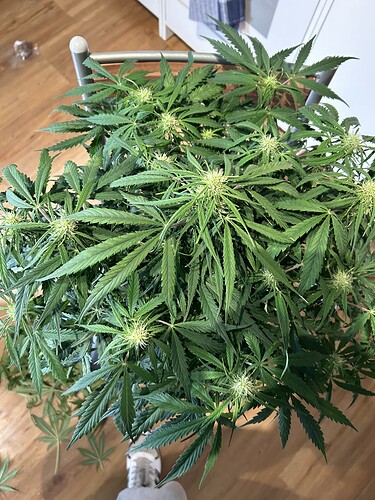 Growreport Bild 1