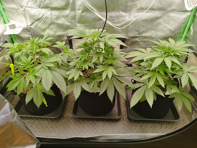 Growreport Bild 8