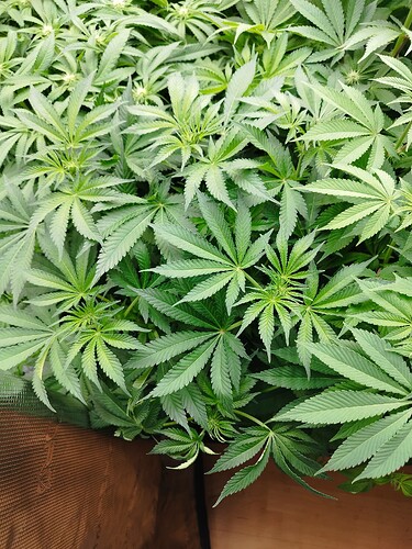 Growreport Bild 9