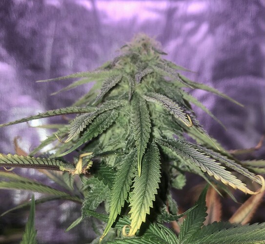Growreport Bild 1