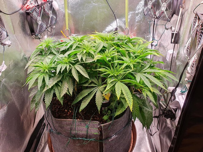 Growreport Bild 2