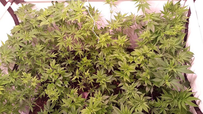 Growreport Bild 48