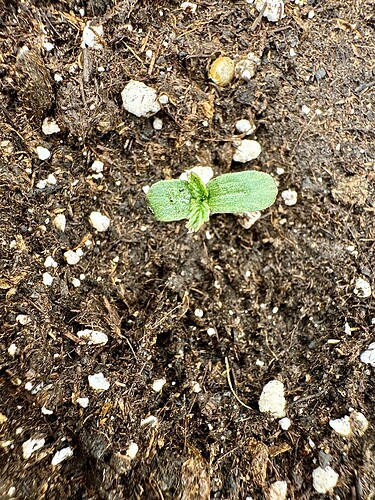 Growreport Bild 18