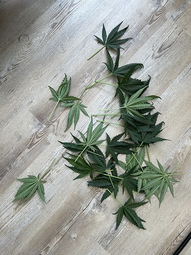 Growreport Bild 1