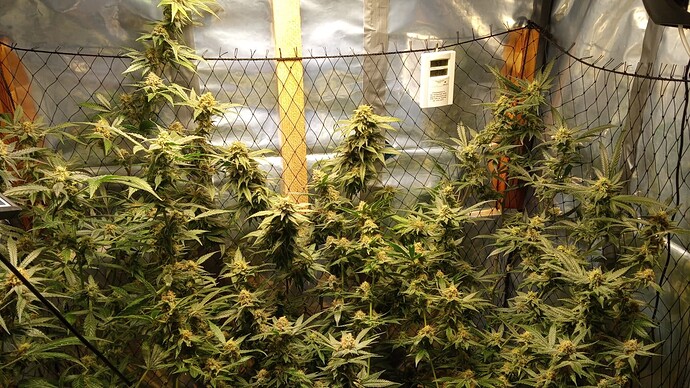 Growreport Bild 1