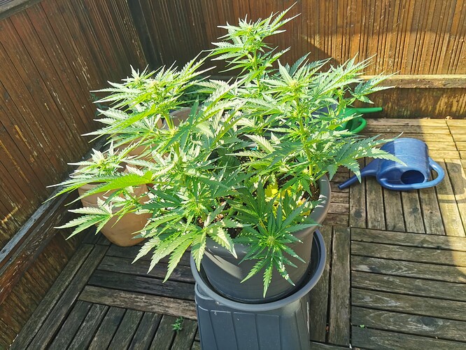 Growreport Bild 6