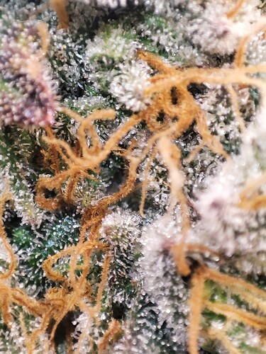 Growreport Bild 88