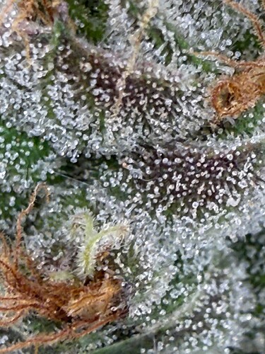 Growreport Bild 37
