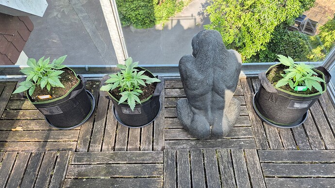 Growreport Bild 9