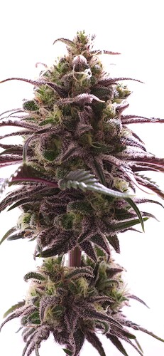 Growreport Bild 2