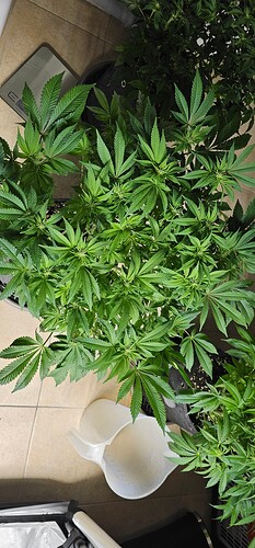 Growreport Bild 29