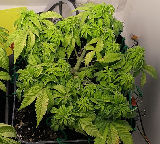 Growreport Bild 4