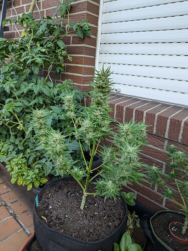 PXL_20240720_070111697