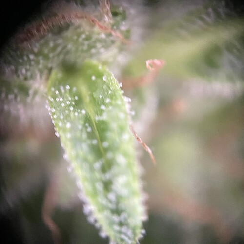 Growreport Bild 15