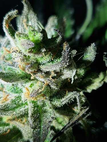 WhatsApp Image 2024-06-26 at 21.58.08