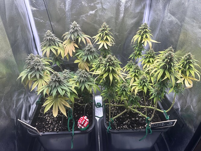 Growreport Bild 9