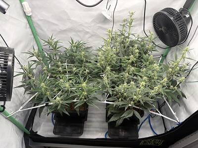 🗻 Mephisto Genetics 🧙 Oz in Coco im Autopot im Schrank
