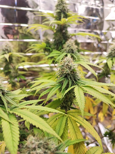 Growreport Bild 2