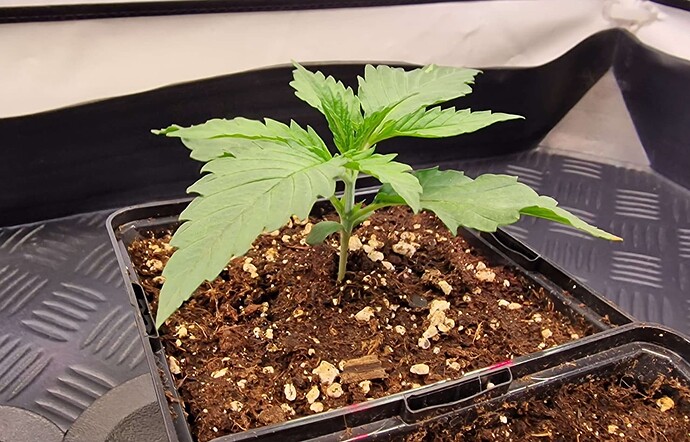 Screenshot 2024-04-10 132740 - Kopie