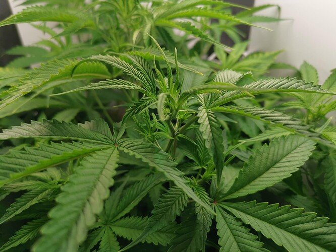 Growreport Bild 12
