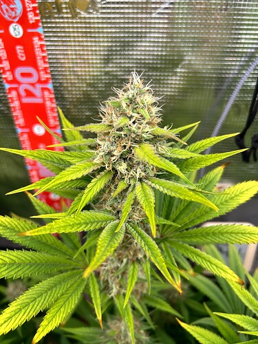 Growreport Bild 16